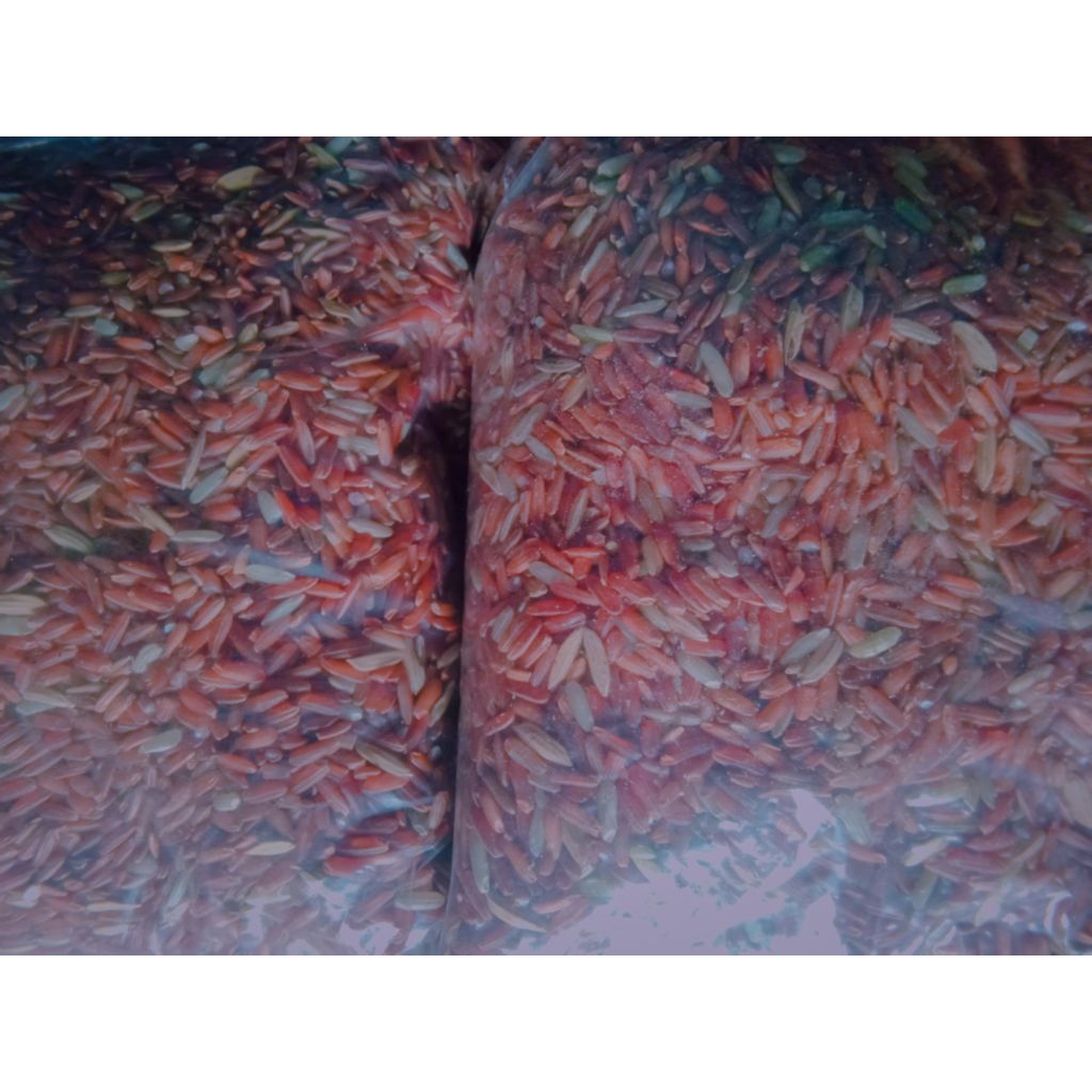BERAS MERAH PAKAN BURUNG PAKAN AYAM