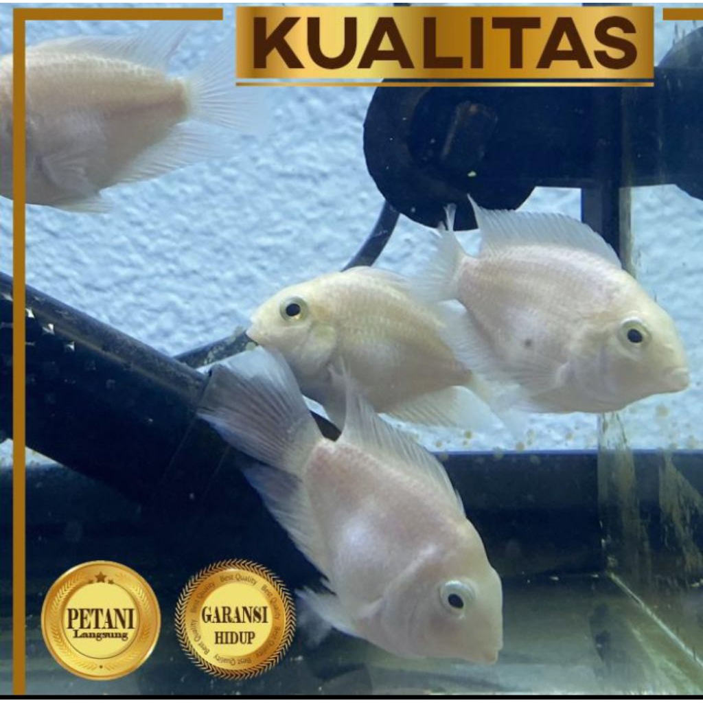 Platinum Polar Ikan Hias Parrot Putih Hiasan