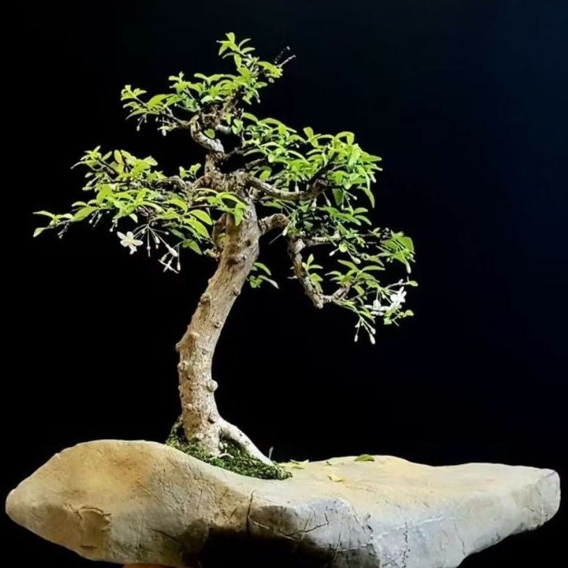 BAHAN BONSAI ANTING PUTRI BATANG PUTIH HASIL STEK