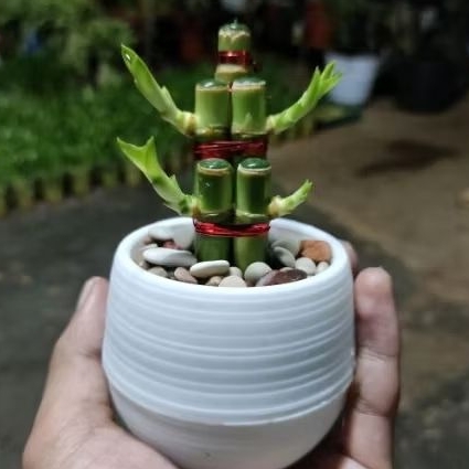 Souvenir Bambu Hoki mini sudah dengan pot