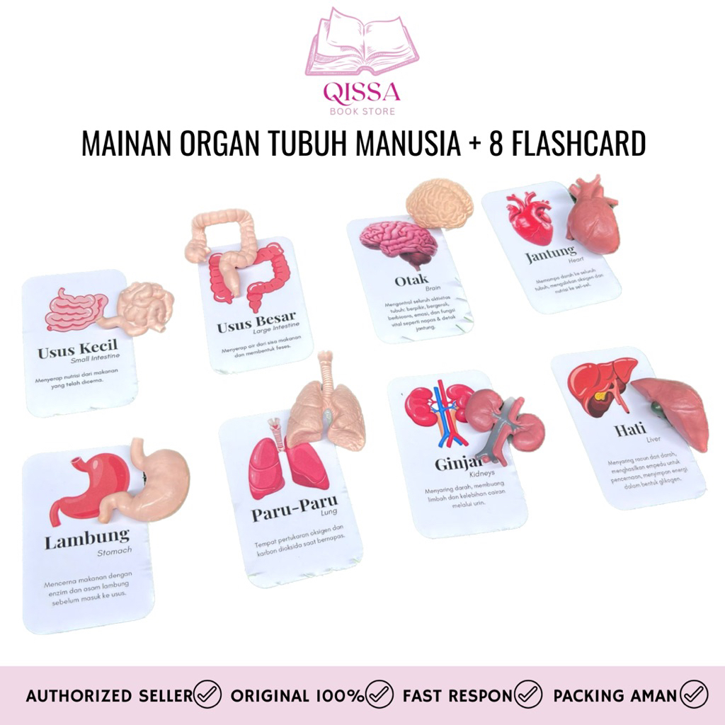 [ READY STOCK ] Mainan Edukasi Organ Tubuh Manusia Anak + 8 Flashcard | Miniatur Organ Tubuh Manusia