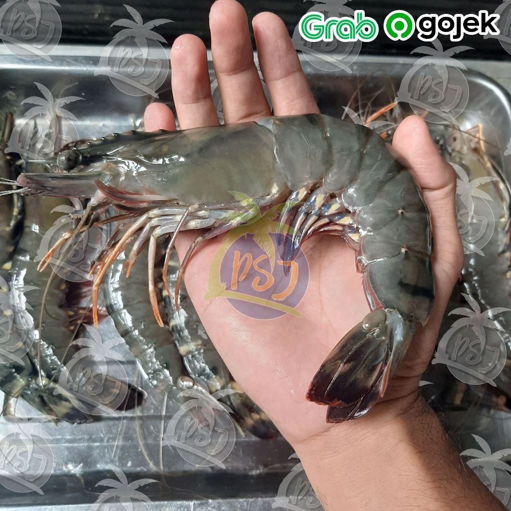 UDANG TIGER SUPER SEGAR BESAR (size 10) / Udang pancet murah / Fresh 1 kilogram | Udang tiger ak 10