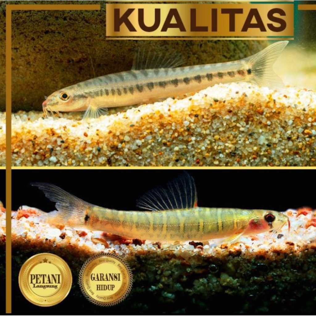 Barred Loach