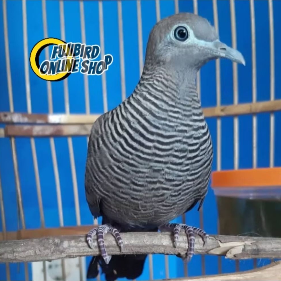 BURUNG PERKUTUT CEMANI JANTAN PILIHAN DEWASA