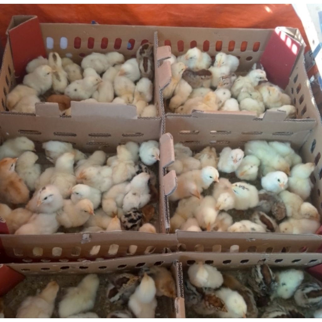 DOC AYAM ELBA PETELUR BERKUALITAS
