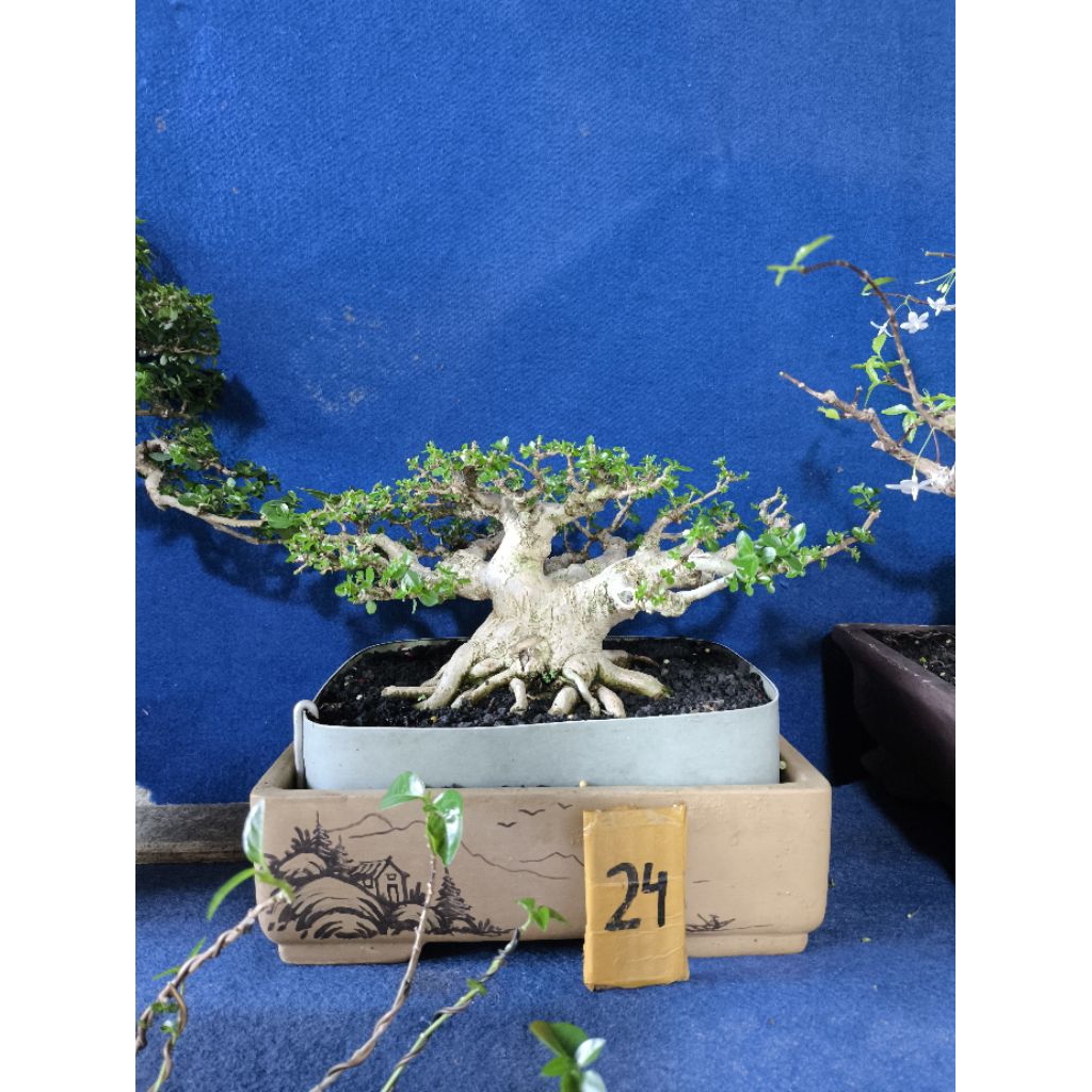 bonsai sancang prospek