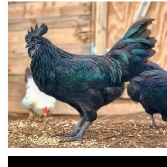Telur ayam cemani asli siap untuk ditetaskan