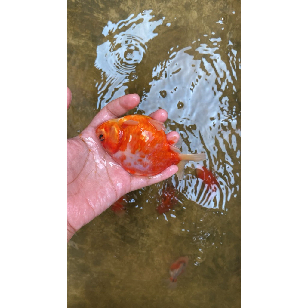 Ikan Koki Ost 10-13cm