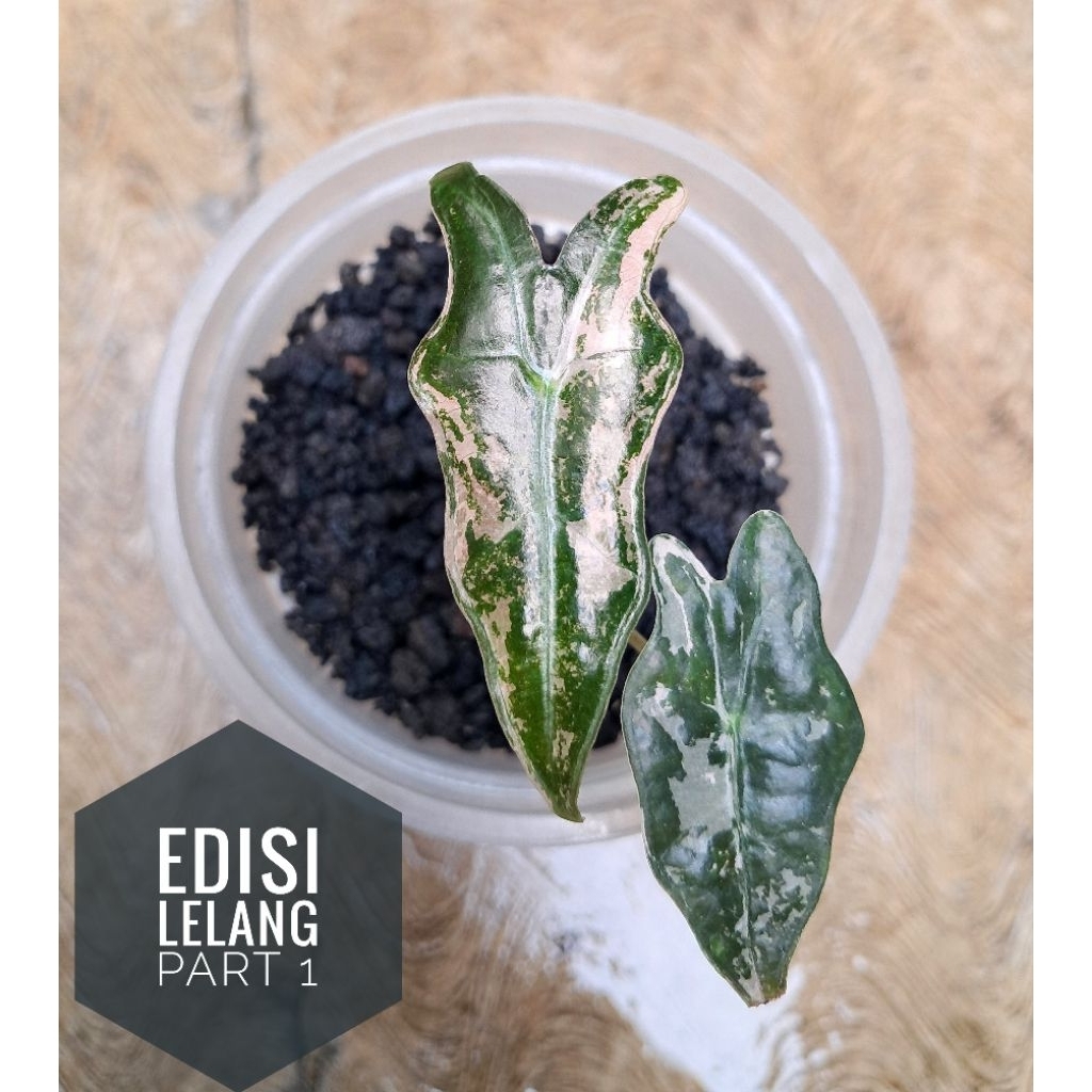 Alocasia Nobilis