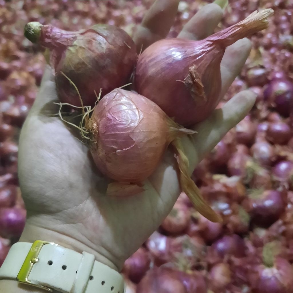 Bawang merah asli Jawa Timur||kondisi kering/harga murah langsung dari petani/500gr - 1kg
