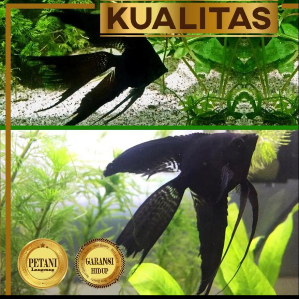 Manfish Full Black Slayer Ikan Hias Aquascape