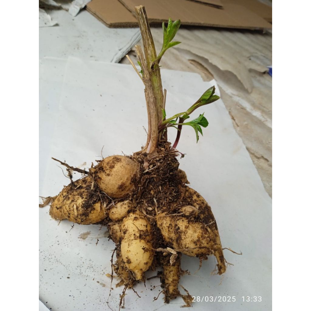 umbi bunga dahlia sejumpun