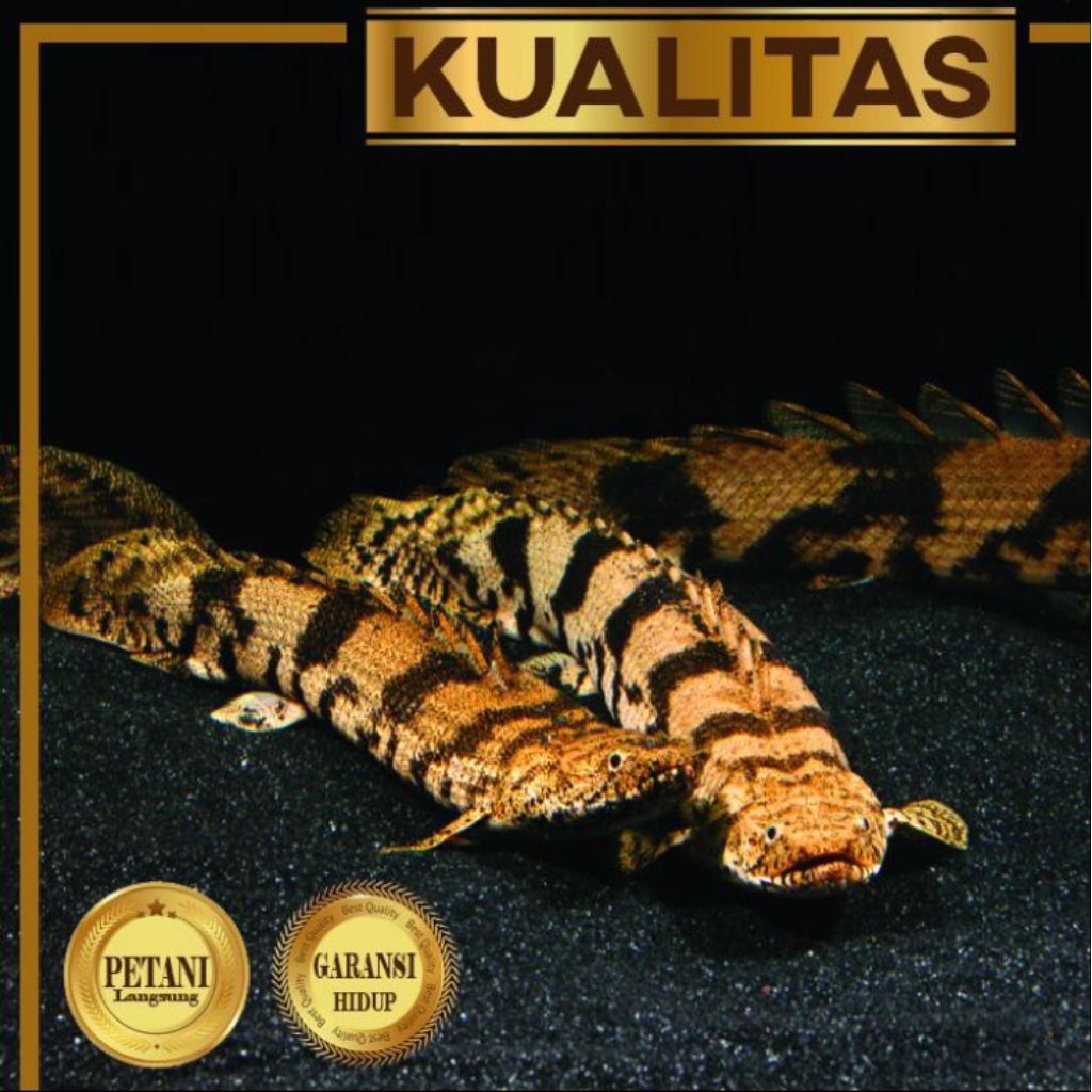 Palmas Endlicheri