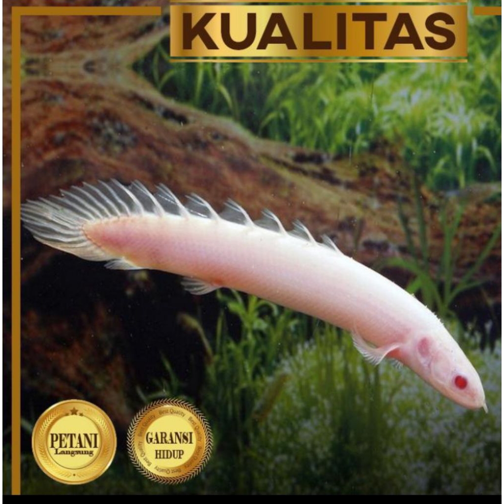 Palmas Albino Ikan Hias Predator Hiasan
