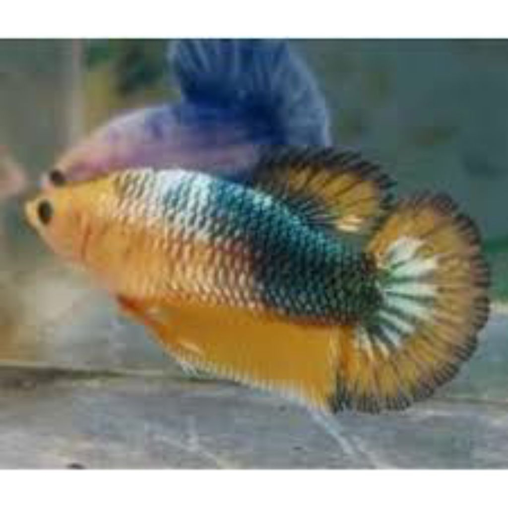 Hiasan Aquarium Betina Yellow fancy fccp dewasa