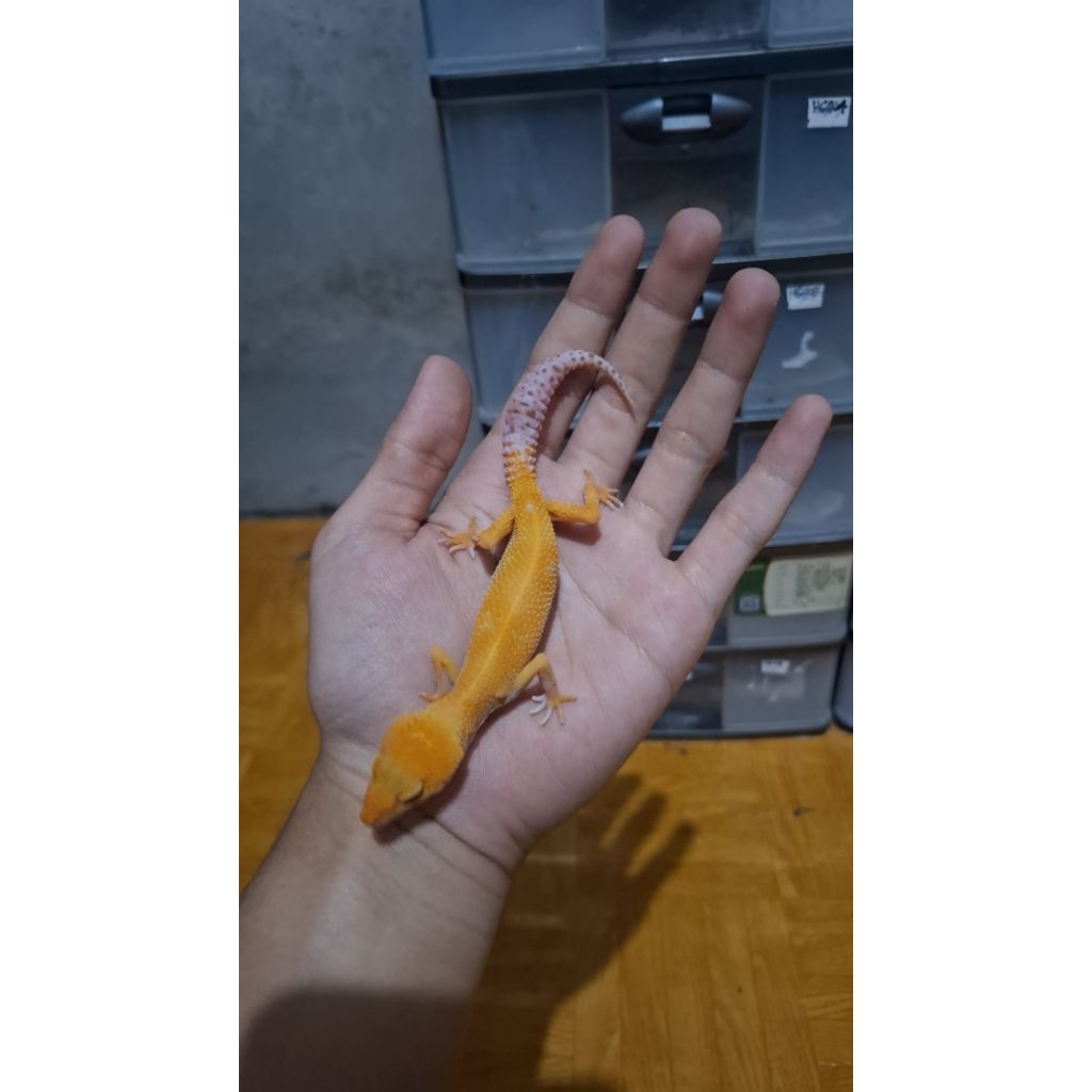 Leopard Gecko Male - Sunglow Enigma - Usia Juve Jantan Sehat Mulus