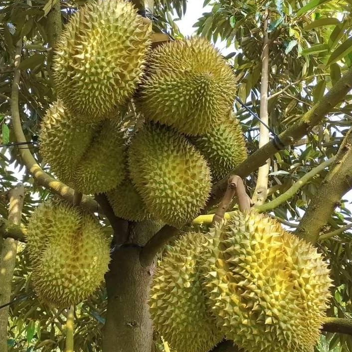 Bibit Durian Musang King Super Unggul