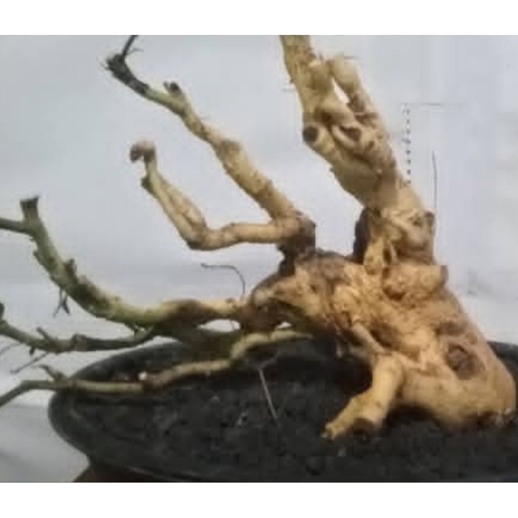 bahan bonsai serut medium fress rendem