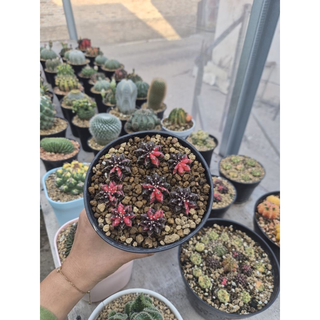 GYMNOCALYCIUM