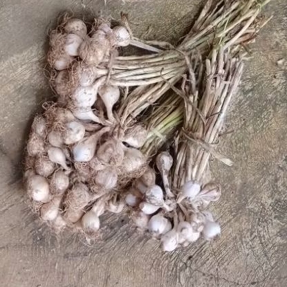 Bawang tunggal lokal segar, bawang lanang