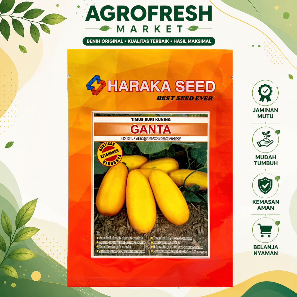 Benih Timun Suri / Timun Mas Kuning GANTA 10 Gram Haraka Seed | Bibit Timun Suri Buah Besar Produkti