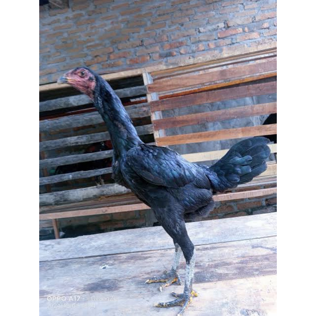AYAM BETINA SIAM