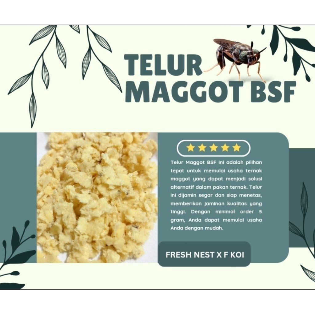 Telur Maggot BSF