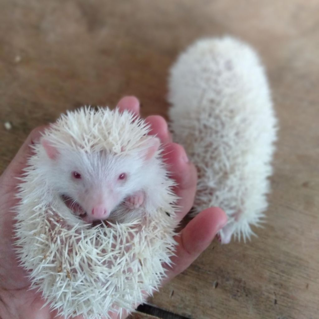 Landak Mini hias / HEDGEHOG Satwa Hidup hewan peliharaan Hewan Hias