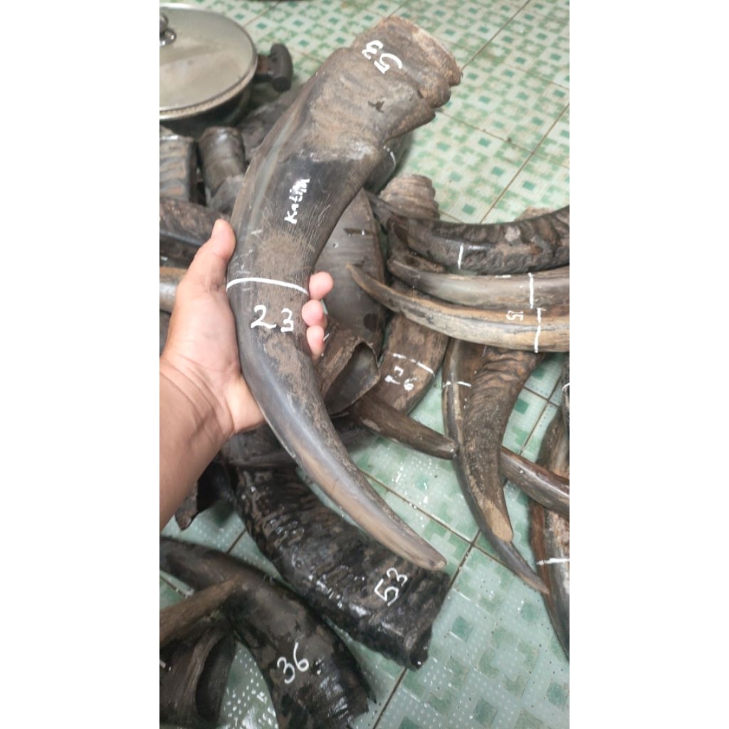 tanduk kerbau Katila/ belang padat 20-24 cm