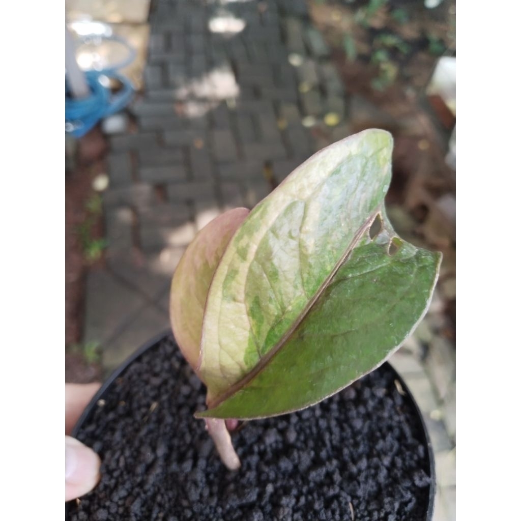 anthurium jemani Twister varigata koleksian