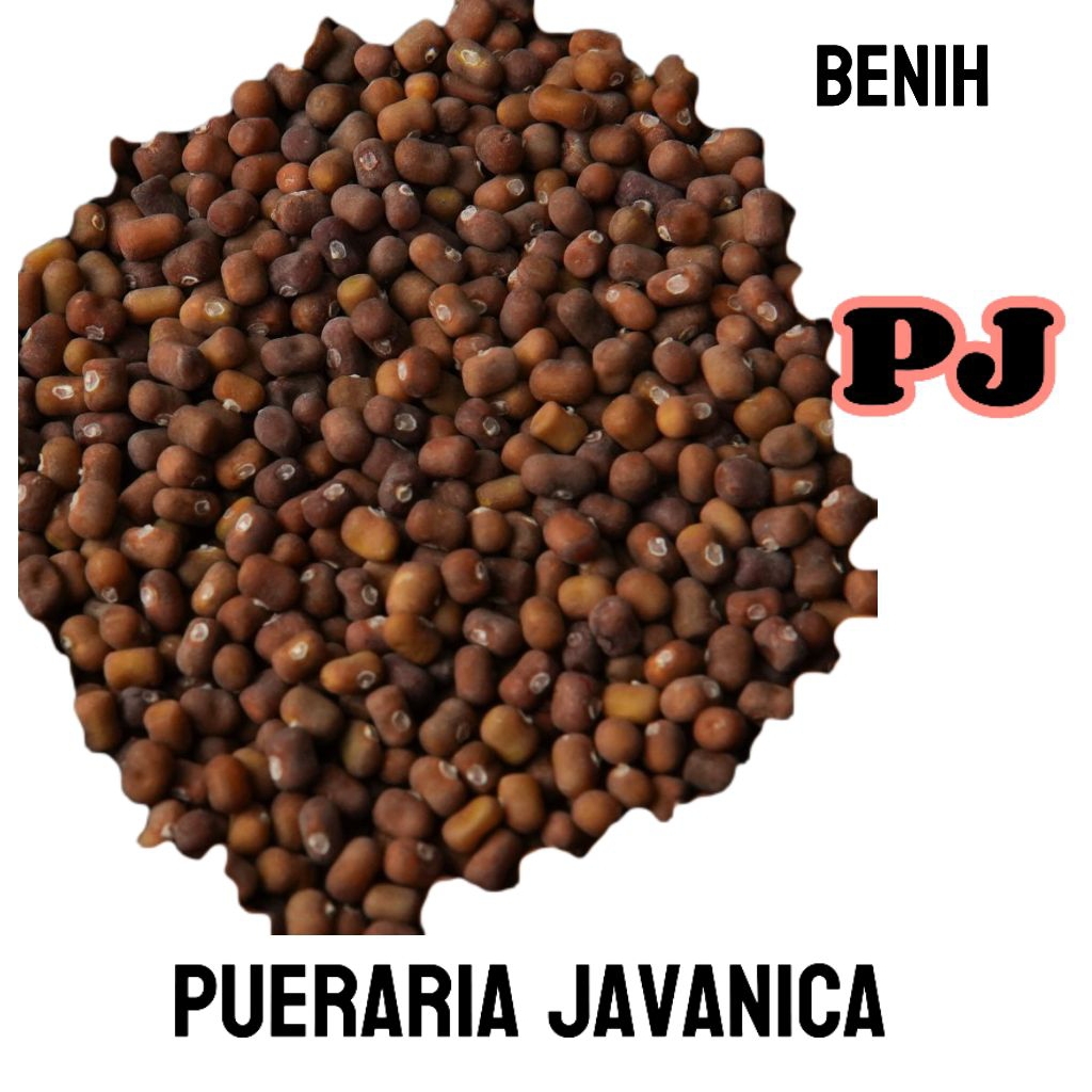 100 gram benih PJ tanaman penutup tanah