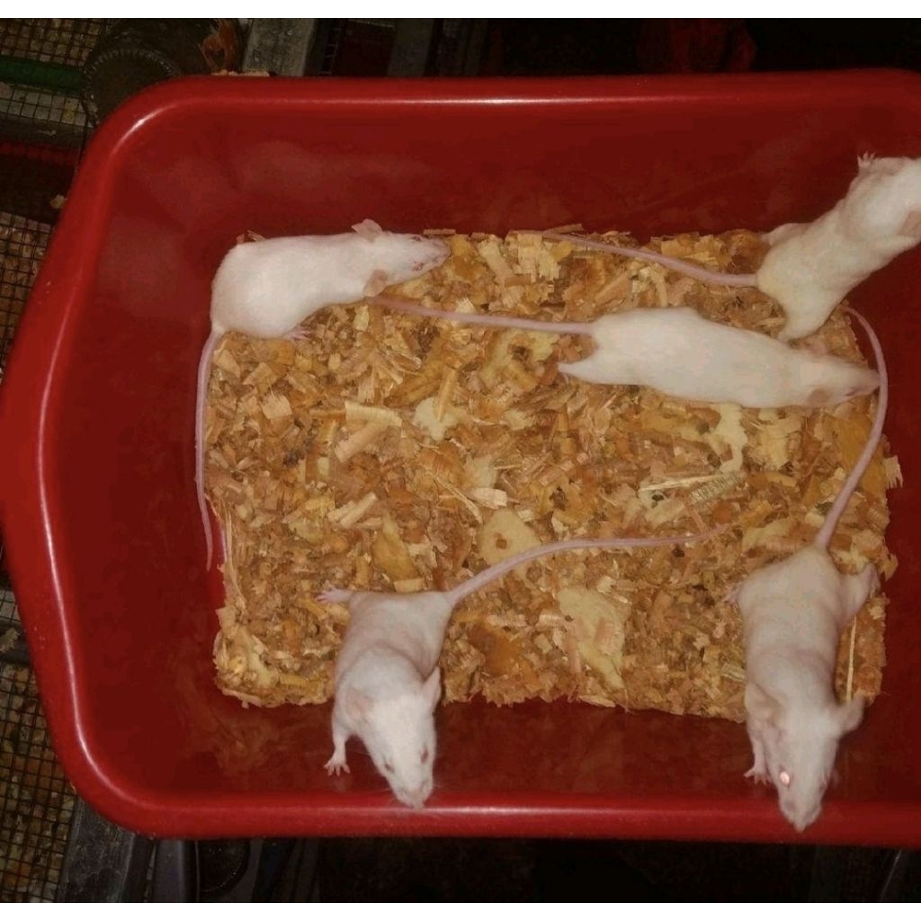 TIKUS PUTIH MENCIT PAKET BREEDING 1JANTAN-4BETINA