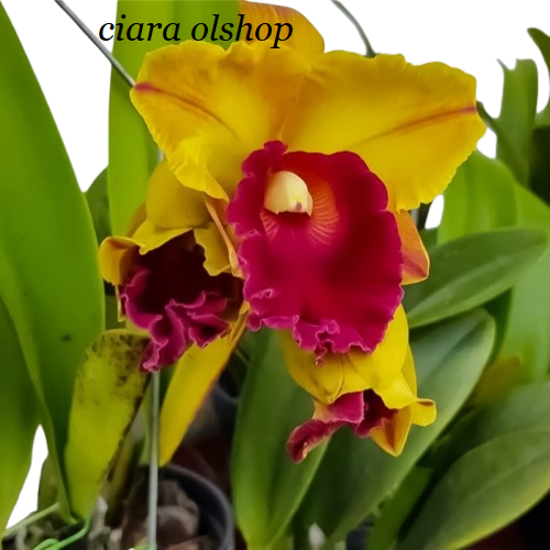 anggrek cattleya dewasa siap berbunga