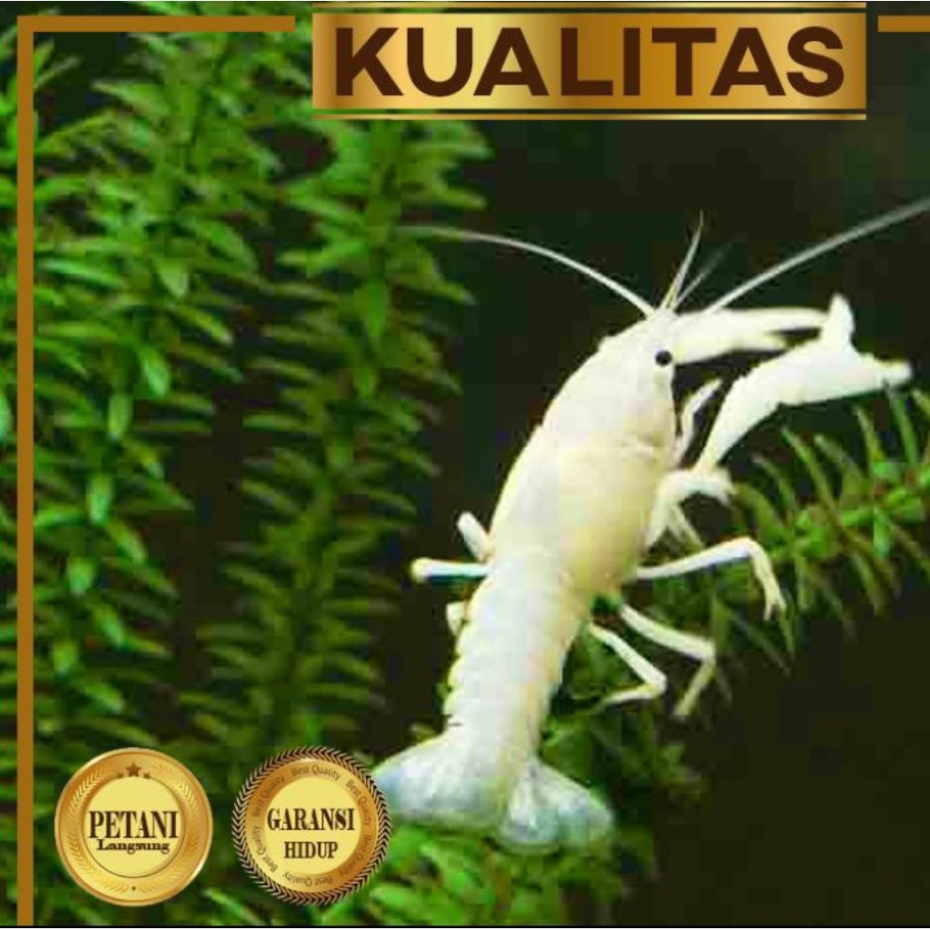 Udang Lobster Putih Hiasan Aquarium