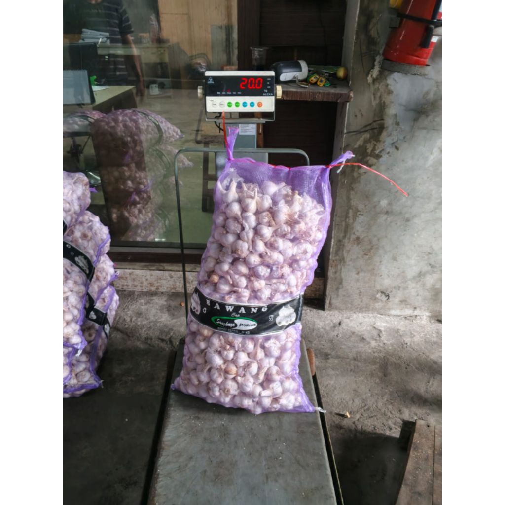 bawang putih kating kotor