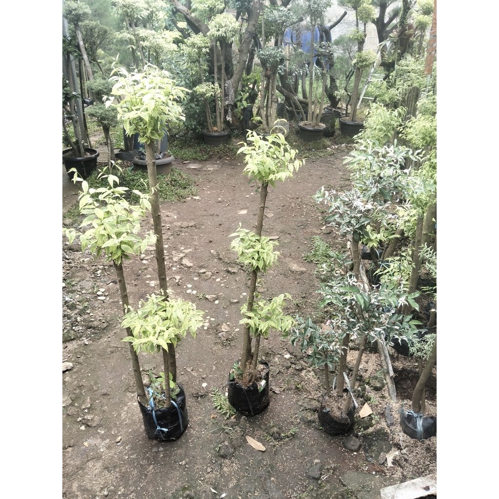 Bonsai Anting Putri 3pohon paket 3 pohon bonsai anting Putri anting Putri salju anting Putri kuning 