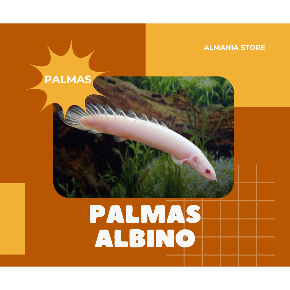 [20ekor] Ikan Palmas Albino ukuran 3-5 cm