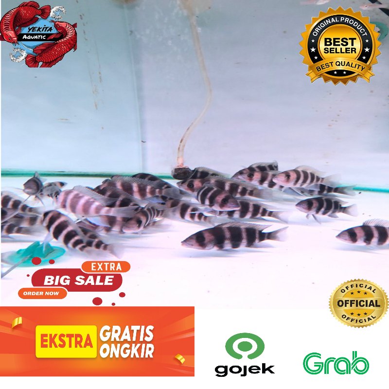 kan cichlid frontosa burundi 3-4cm up + _ untuk aquarium