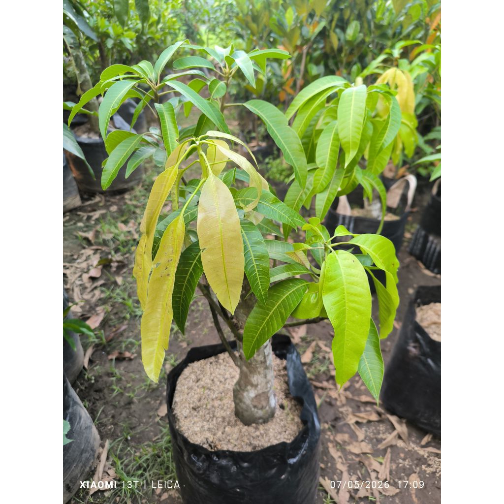 bibit mangga kombinasi 4in1 batang jumbo yuwen6+Irwin+chokanan+mahatir (packing kayu)