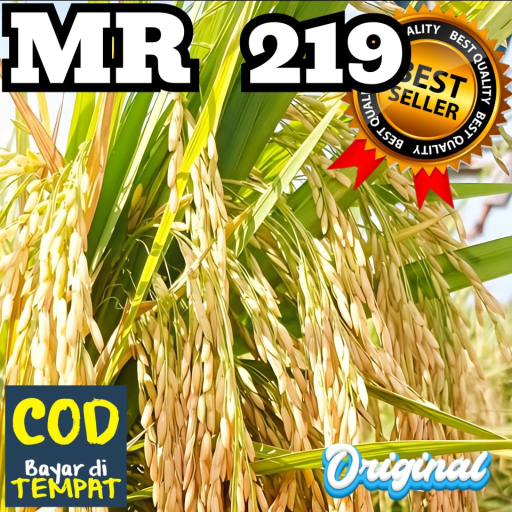 Bibit Benih Padi MR 219 Kualitas Super Premium Kemasan 5kg