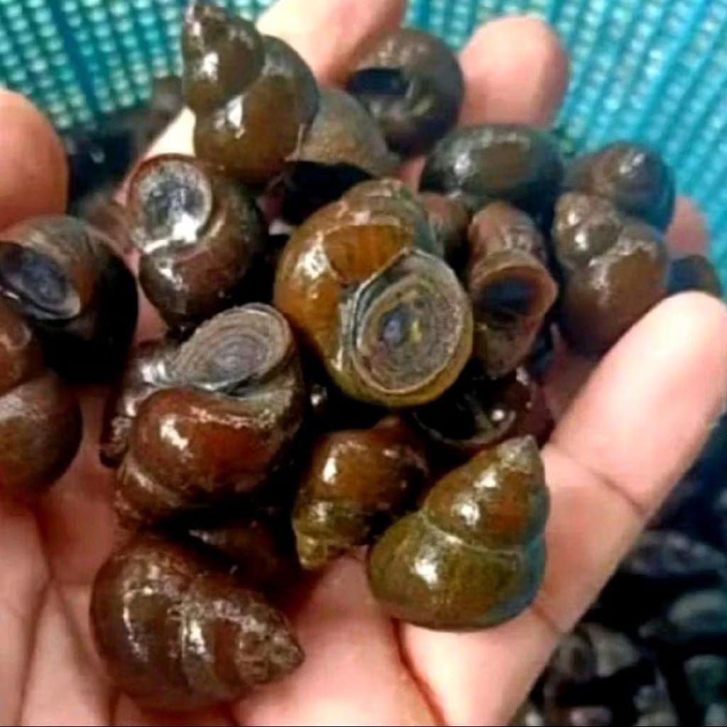 Tutut/keong sawah 1kg