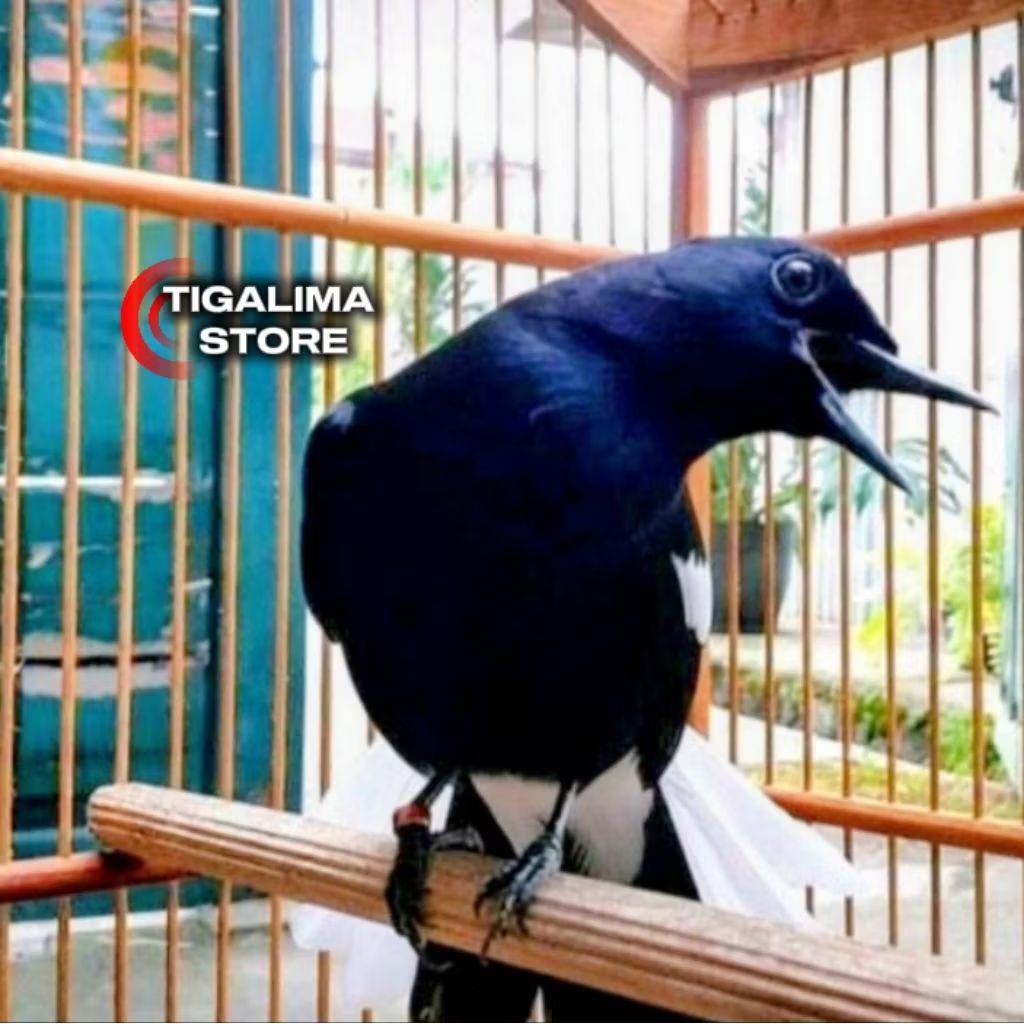 KACER DADA HITAM GACORAN PILIHAN SUPER
