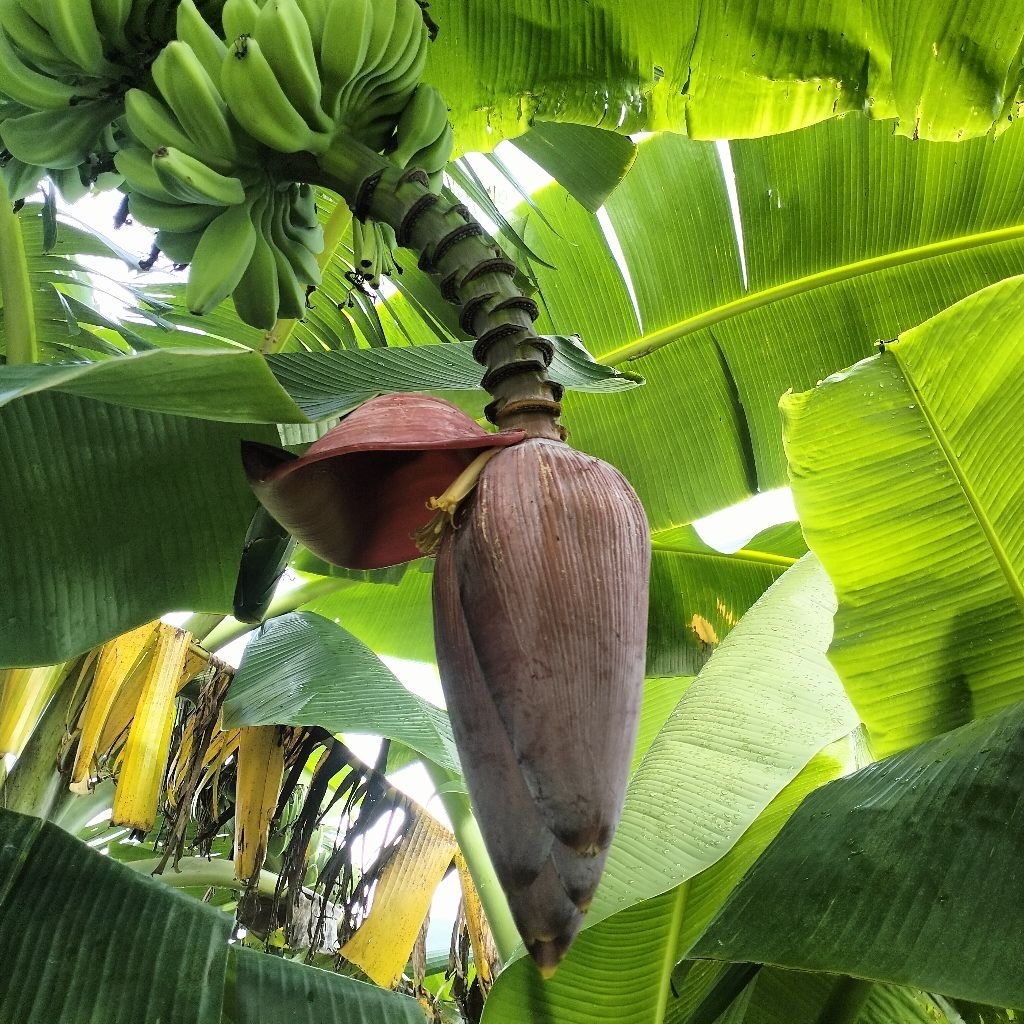 JANTUNG PISANG KEPOK / KLUTUK / RAJA BULU / SIEM