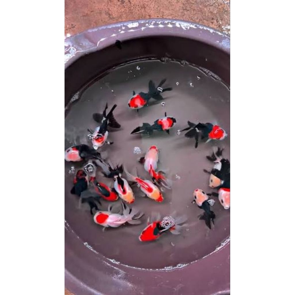 ASLI PAKET 5 PCS ORANDA PANDA MIX PANDA TRICOLOUR SHORT BODY size 456 BERKUALITAS.. BERGARANSI KIRIM