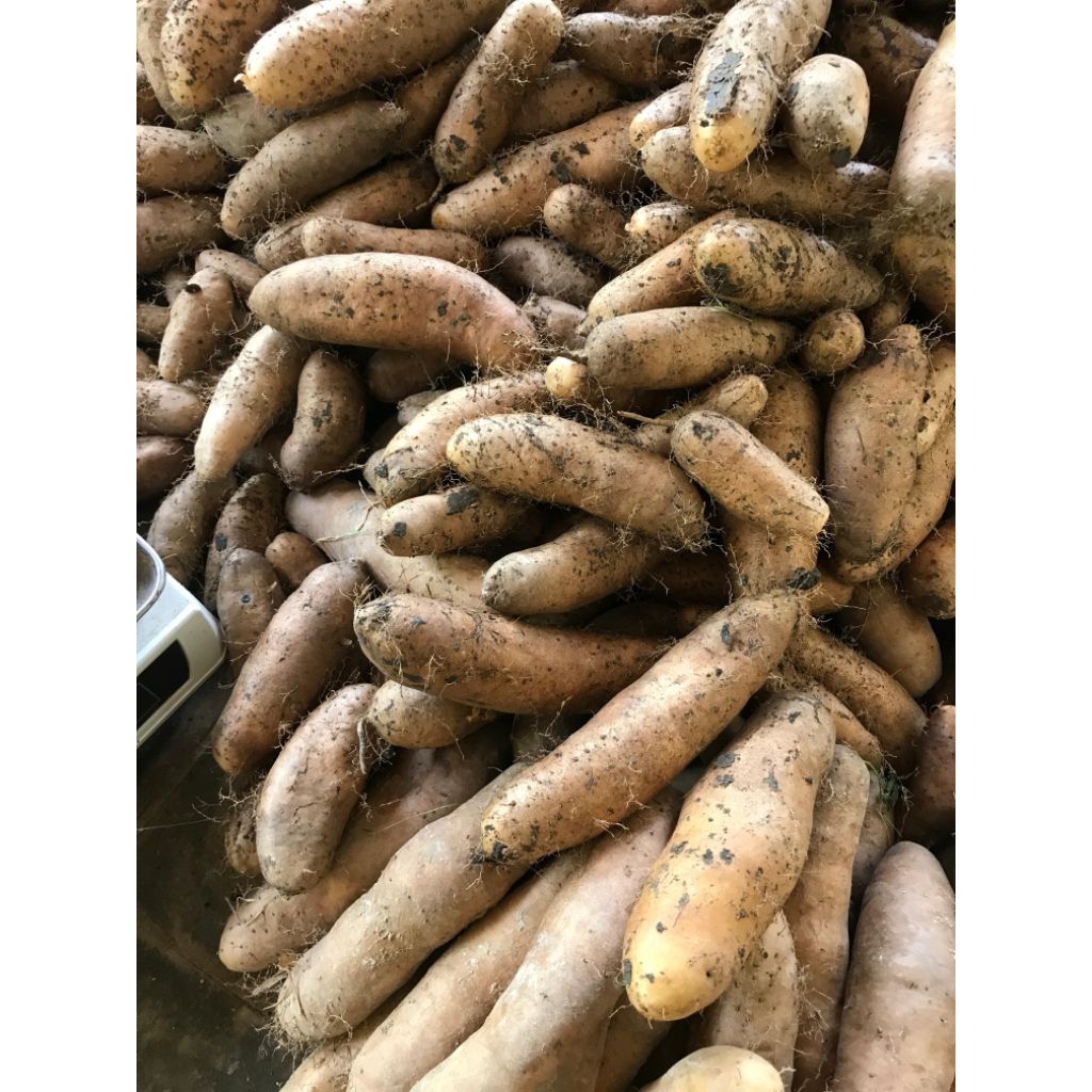 1kg ubi gembili ketan pulen legit mempyur