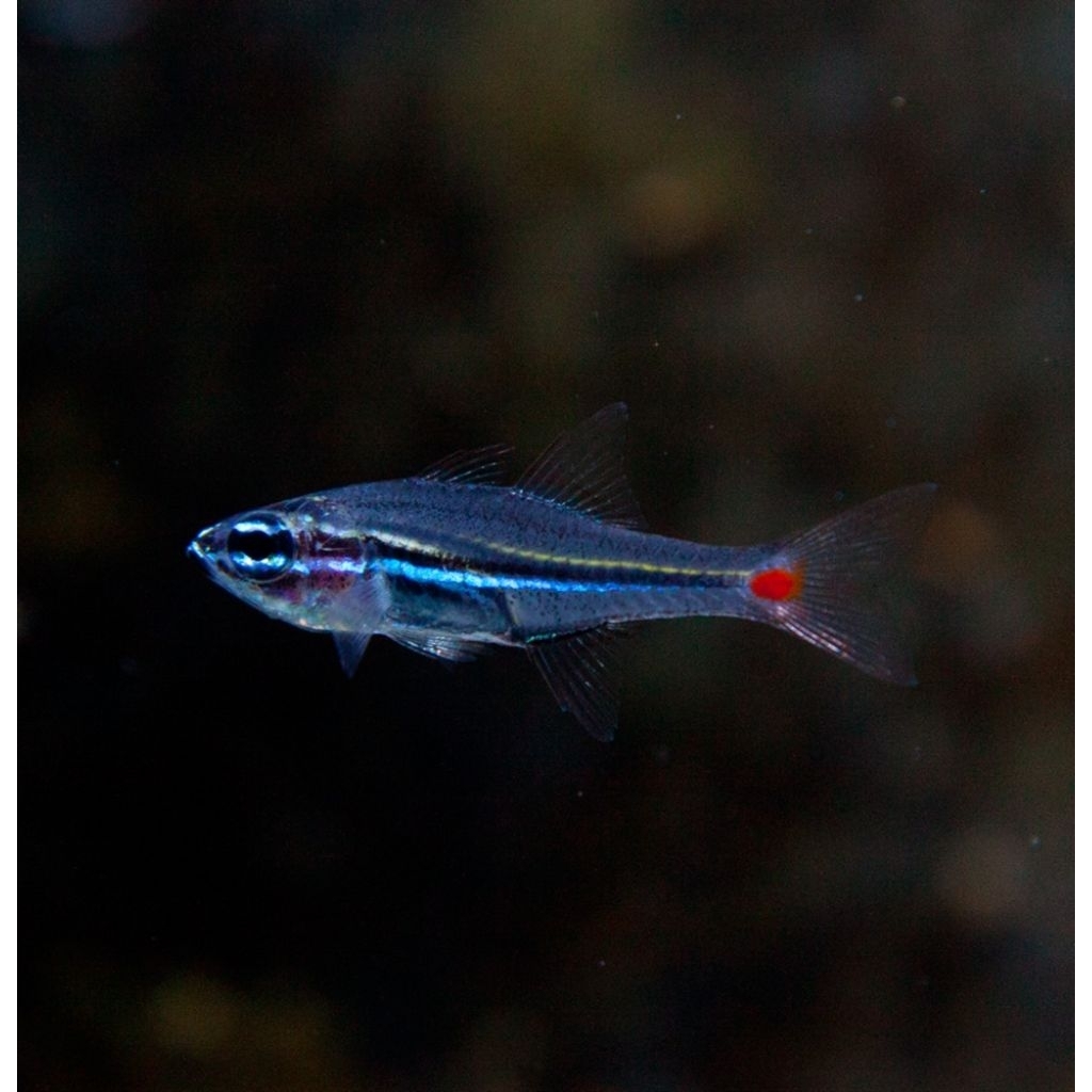 Ikan Hias Air Laut Capungan Neon (Red Spot Tail Cardinalfish)