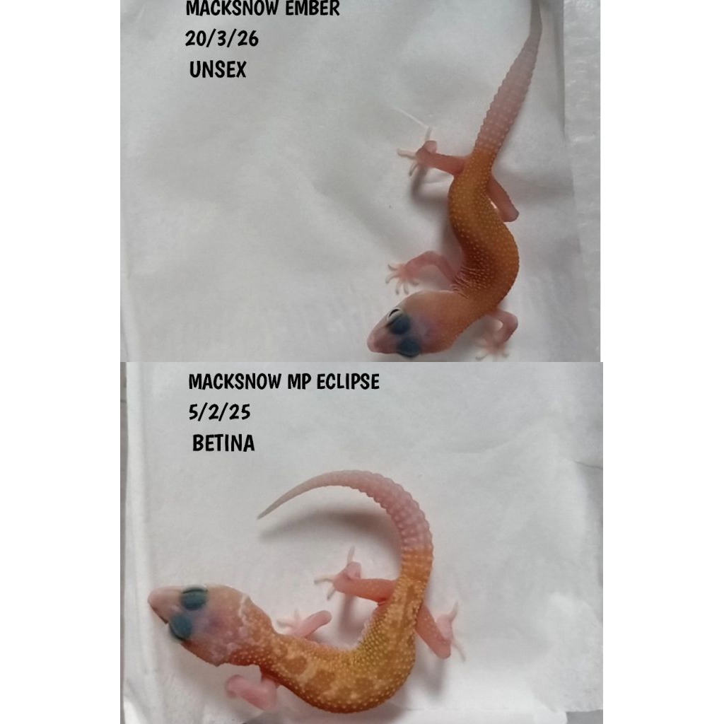 GECKO LEOPARD MACKSNOW EMBER BABY
