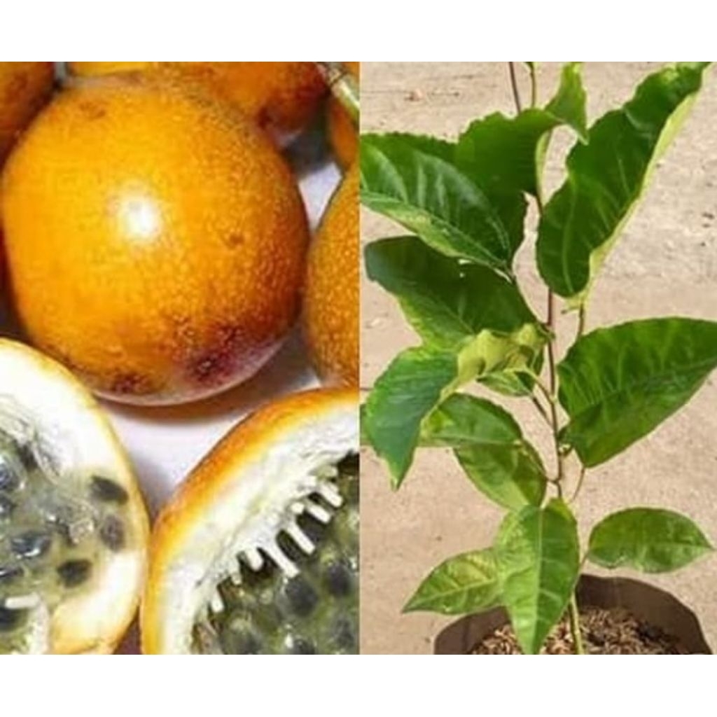 BIBIT MARKISA MADU /BIBIT