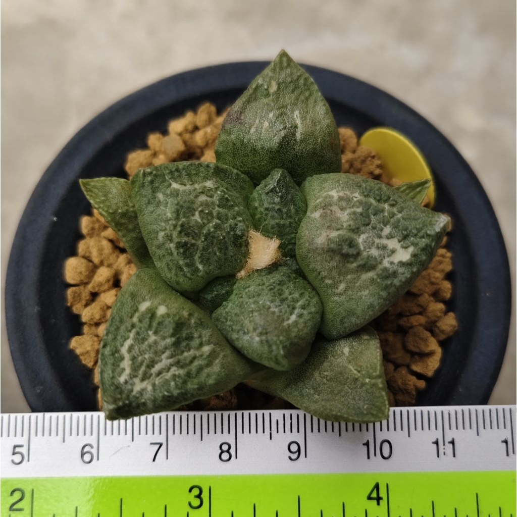 Tanaman Kaktus Ariocarpus lloydii