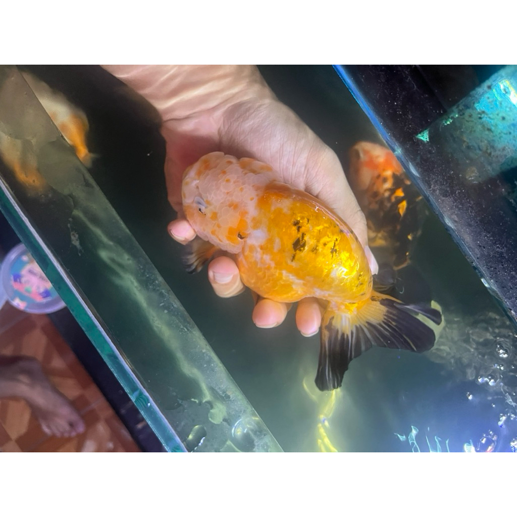 Ikan Koki Ranchu Calico Size Jumbo Female size 16-17cm